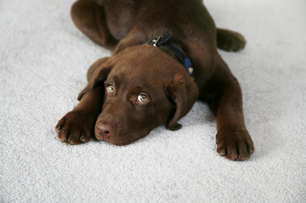 Adorable Chocolate Labrador Retriever Puppy | Clawes Carpets